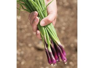 Hand holding a bunch of fresh green onions with purple tips.