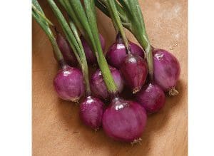 Fresh purple onions with green stems on a wooden surface.