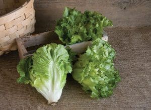 Fresh green lettuce heads on a rustic wooden surface.