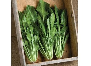 Fresh green leafy vegetables neatly arranged in a wooden box.