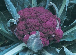A vibrant purple cauliflower surrounded by green leaves in a garden.