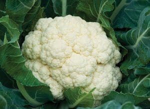 Fresh cauliflower head surrounded by green leaves.