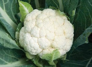 Fresh cauliflower surrounded by green leaves.