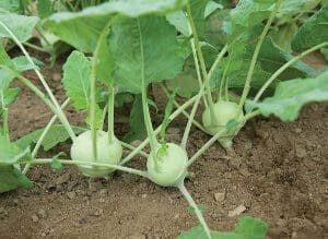 Kohlrabi plants growing in soil with green leaves and round stems.
