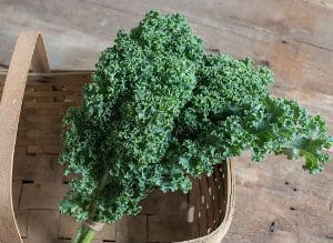 Fresh green kale leaves in a basket.