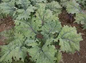 Green leafy kale plants growing in soil.
