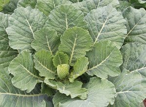 Fresh green cabbage leaves growing in a garden.