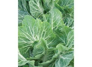 Close-up of fresh green cabbage leaves with visible veins.