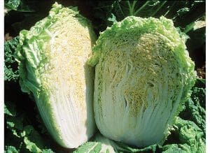 Fresh Napa cabbage cut in half showing its leafy interior.