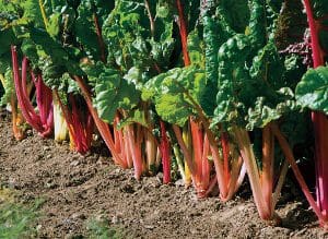 Vibrant Swiss chard with colorful stalks growing in a garden bed.