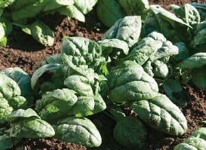 Fresh spinach plants growing in soil under sunlight.