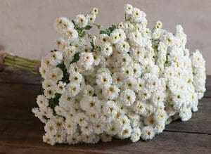 A bouquet of small white flowers with yellow centers.