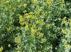Green bush with small yellow flowers densely covering it.