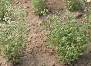Young plants growing in a garden bed with soil.