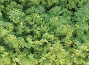 A close-up view of fresh green curly lettuce leaves.