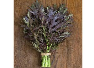 A fresh bunch of purple kale tied with a green band on a wooden surface.