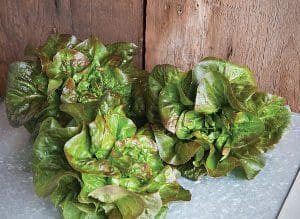Fresh green lettuce leaves on a wooden surface.