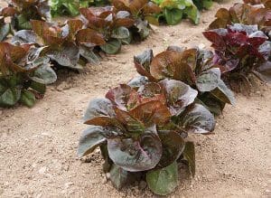 Red lettuce heads growing in sandy garden soil