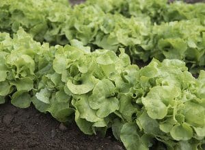 Fresh green lettuce growing in soil outdoors.