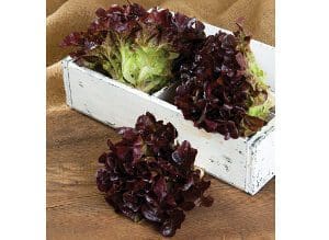 Fresh red leaf lettuce in a rustic white wooden box.