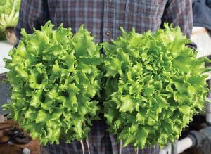 Fresh green lettuce heads being held by a person.