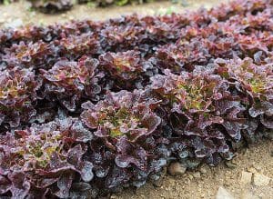 Rows of red leaf lettuce growing in a garden bed.