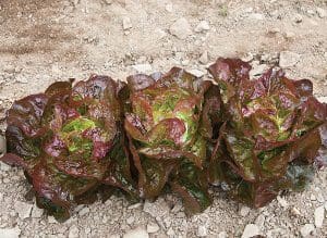 Rows of red leaf lettuce growing in soil.