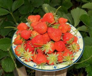 A plate full of fresh, ripe strawberries with green leaves.