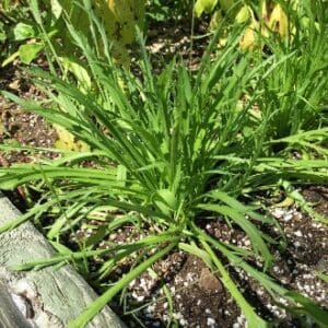 A green leafy plant growing in a garden bed with soil and natural light.