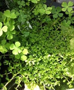 Close-up of green clover leaves and tiny plants in natural sunlight.