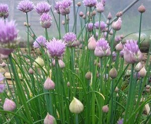 Purple chive flowers blooming among green stems.