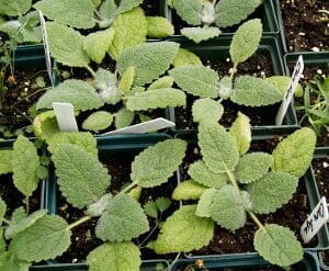 Young potted succulent plants with fuzzy leaves.