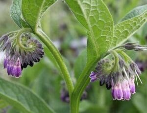 Close-up of green leaves with purple and pink bell-shaped flowers.