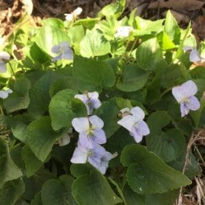 Cluster of delicate light purple wild violets with green leaves.