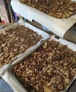 Shelves filled with drying mushroom slices in a room.