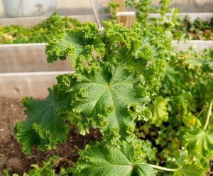 Close-up of green, curly-edged leaves in a garden setting.