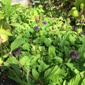 Green leafy plants with small purple flowers in natural sunlight.