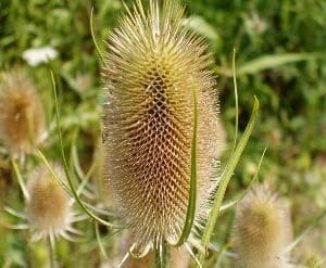 Close-up of a spiky teasel plant head in a field.