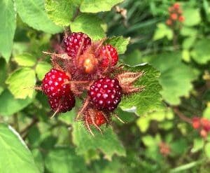 Close-up of ripening red raspberries on a green bush.