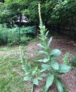 Tall green plants growing in a garden with a shaded background.
