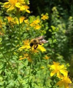 A bee collecting nectar from bright yellow flowers in a lush green garden.
