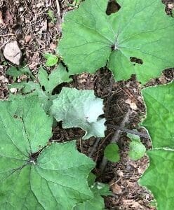 Green leaves with a single dry leaf on the forest floor.