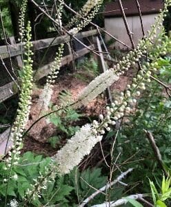White flowering spikes in a garden near a wooden fence.