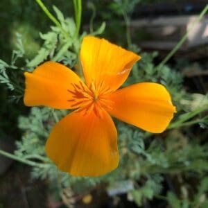 Close-up of a vibrant orange California poppy flower.
