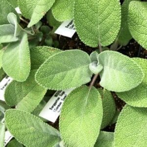 Close-up of fuzzy sage leaves in a garden.
