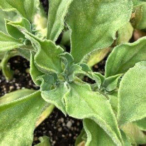 Close-up of green, slightly curled leaves growing in soil.