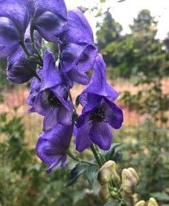 Close-up of vibrant purple monkshood flowers in a garden.