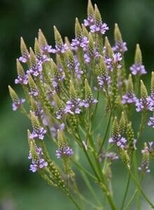 Close-up of purple wildflowers with green stems outdoors.