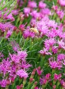 A bee collecting nectar from vibrant pink flowers in a green garden.