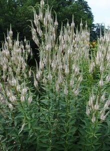 Tall flowering plants with white feathery blooms in a garden.